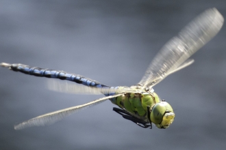 Emperor dragonfly