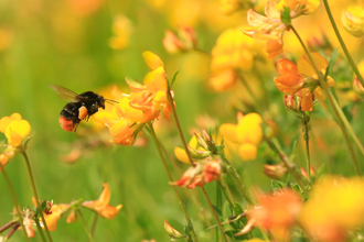 Red-tailed bumblebee on bird's foot trefoil