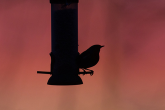 Bird feeder Robin