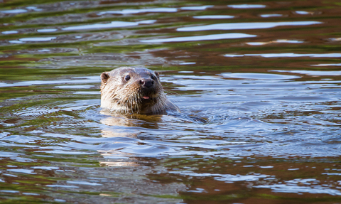 Otter swimming in the River Severn