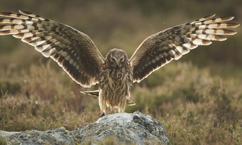 Hen Harrier