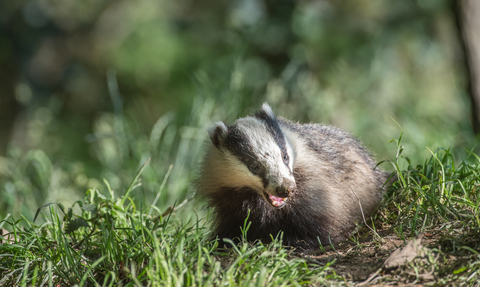 South Korea badger farming linked to illegal wildlife trade and