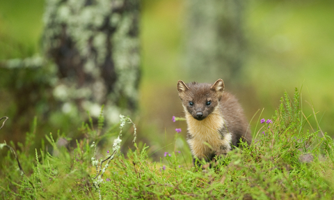 Pine Marten