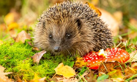 Hedgehog and fly agaric