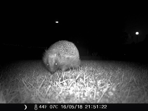 hedgehog night vision camera