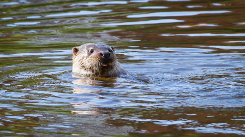 Otter swimming in the River Severn