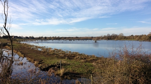 Flooded Fields