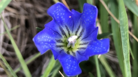 Marsh gentian 