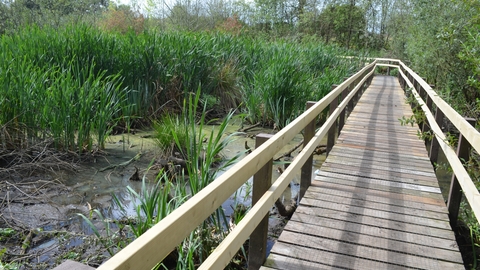 Birch Road Pond