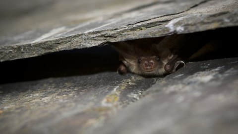Brown long eared bat - (c) Tom Marshall