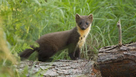 A pine marten standing on a log, looking towards the camera