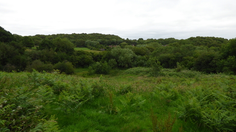 Green field with shrubs and surrounded by woodland
