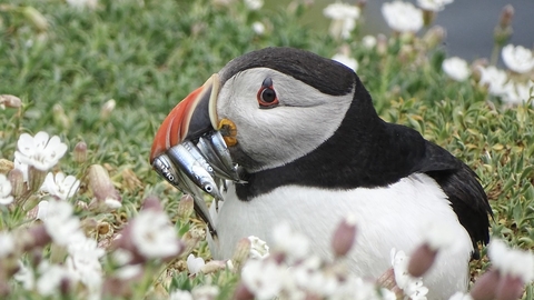 Puffin with small fish in its beak
