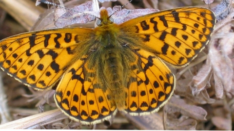 photo of Butterfly on dried grass