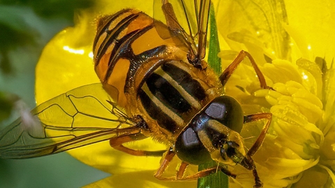 Hoverfly © Barry Probin