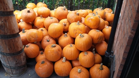 pile of pumpkins