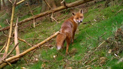 fox in woodland