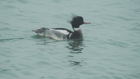 photo of Red-breasted Merganser in the Western isles