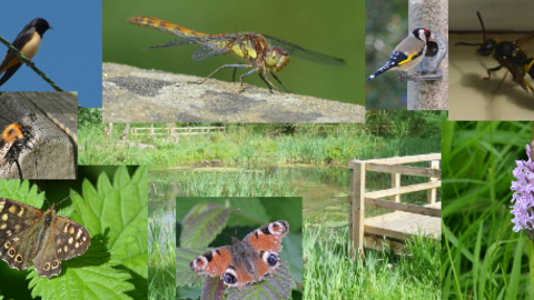 montage of wildlife photos