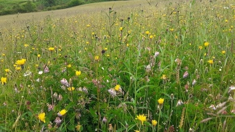 Meadow of wildflowers