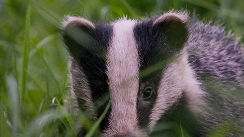 Badger cub facing camera