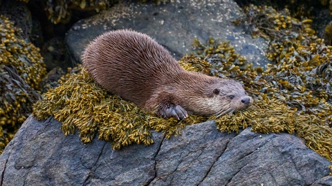 Otter on shore