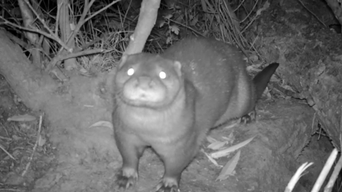 Otter facing camera trap at night