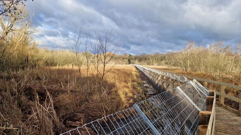 wooden boardwalk with metal wire fencing around wetland habitat