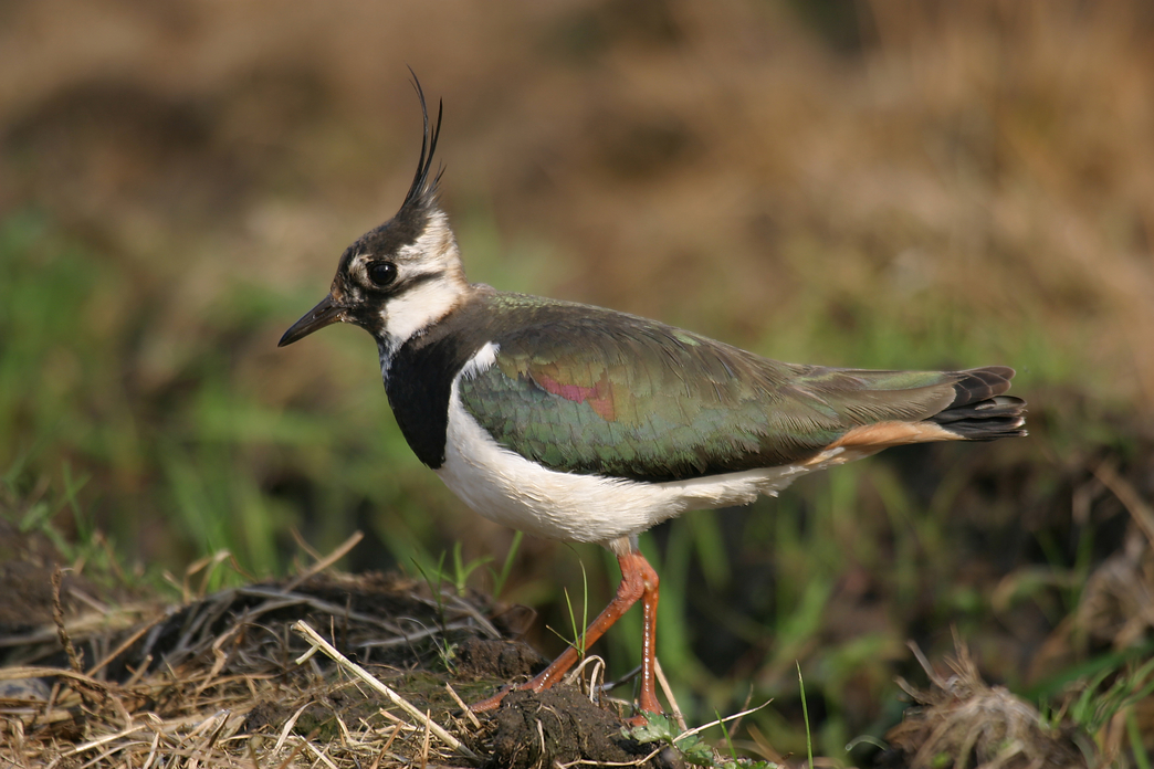 Charles Sinker Fields | Shropshire Wildlife Trust