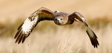 Buzzard - Jon Hawkins Surrey Hills Photography