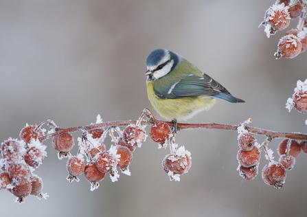 Blue tit - Mark Hamblin/2020Vision