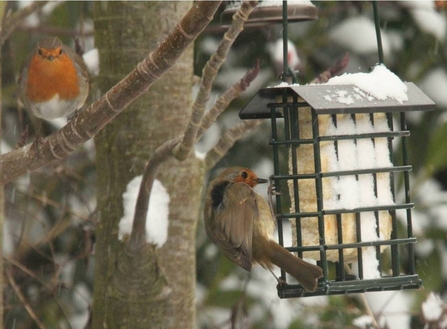 Robins feeding