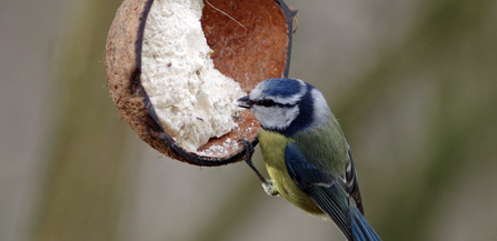 Blue Tit Gillian Day