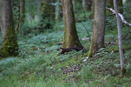 First photo of pine marten - Dave Pearce