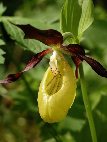 Darwin and the Lady's Slipper 