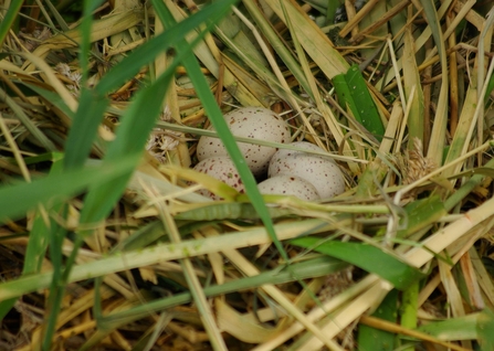 Nest eggs