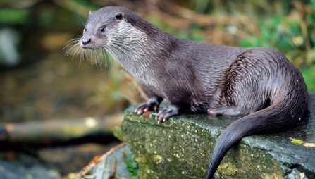 freshwater mammals