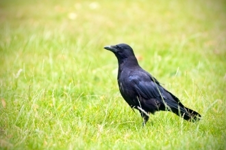 carrion crow corvid medium sized black garden bird