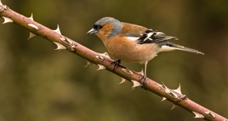 chaffinch garden bird