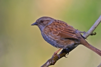 dunnock small garden bird sparrow-like grey brown