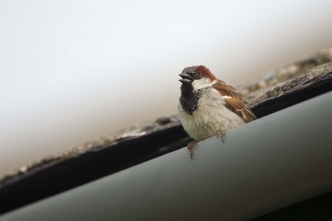 house sparrow small bird