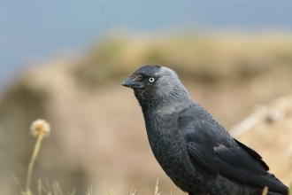 jackdaw corvid crow garden bird