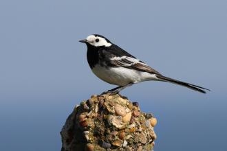 small black and white garden bird