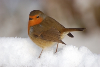 small garden bird orange red breast chat