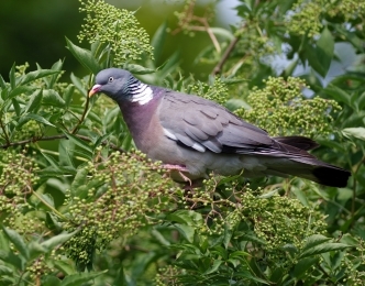 wood pigeon common garden bird 