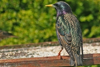 glossy black green iridescent speckled garden bird