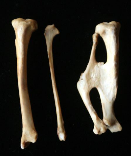 Polecat tibia and fibia