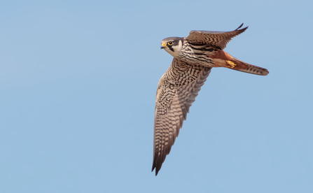 Hobby in flight