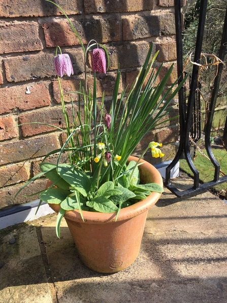 Jan garden flower pot