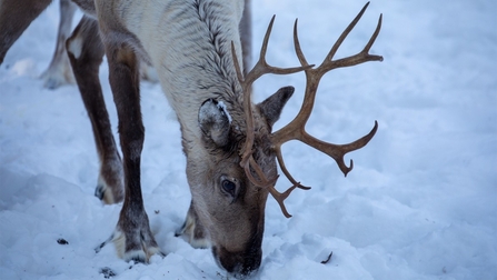 Reindeer